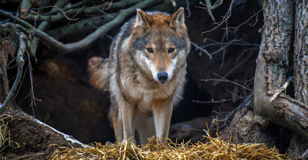 Επίθεση λύκου στη Χαλκιδική – Μητέρα 5χρονης: «Την άρπαξα και άρχισα να τρέχω – Ένας άνδρας μας έσωσε»