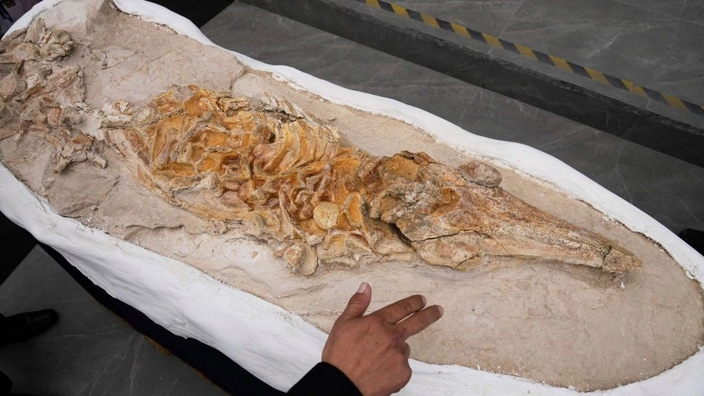 Βρέθηκε απολίθωμα δελφινιού 12 εκατ. ετών στην έρημο Οκουκάχε του Περού