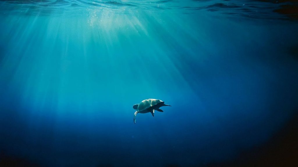 Ανήσυχοι οι επιστήμονες στη Μεσόγειο: Κίνδυνοι από την «εισβολή» τοξικών ψαριών λόγω της κλιματικής αλλαγής