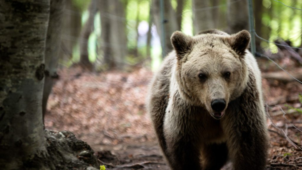 Φλώρινα: Aρκούδα «εισέβαλε» σε κτηνοτροφική μονάδα και κατασπάραξε 15 πρόβατα