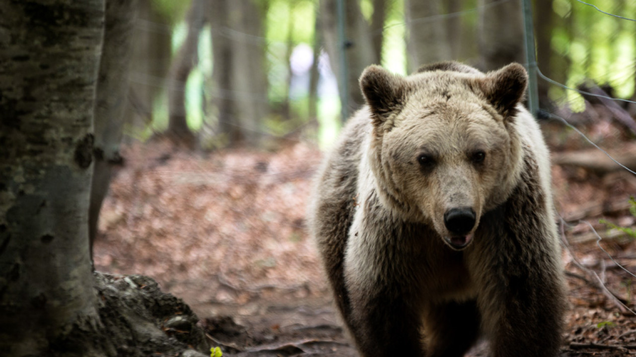 Φλώρινα: Aρκούδα «εισέβαλε» σε κτηνοτροφική μονάδα και κατασπάραξε 15 πρόβατα