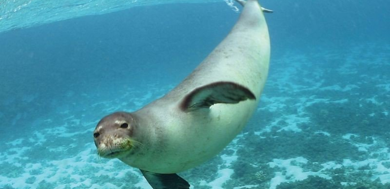 Kάρπαθος: Aρσενική φώκια γέννησε δίνοντας ελπίδες για την συνέχιση του είδους «Monachus Monachus»