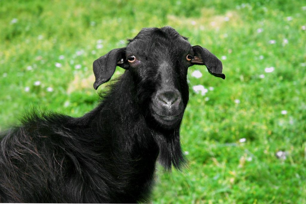 Φρίκη στα Κρέστενα: Άγνωστοι πέταξαν ζωντανή στα σκουπίδια ακρωτηριασμένη κατσίκα