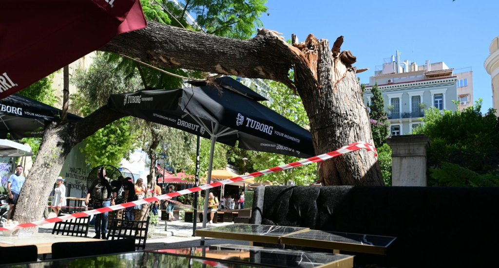 Αυτόπτης μάρτυρας για πτώση δέντρου στο κέντρο της Αθήνας: «Είχαμε ενημερώσει τον Δήμο ότι ήταν σάπιο»