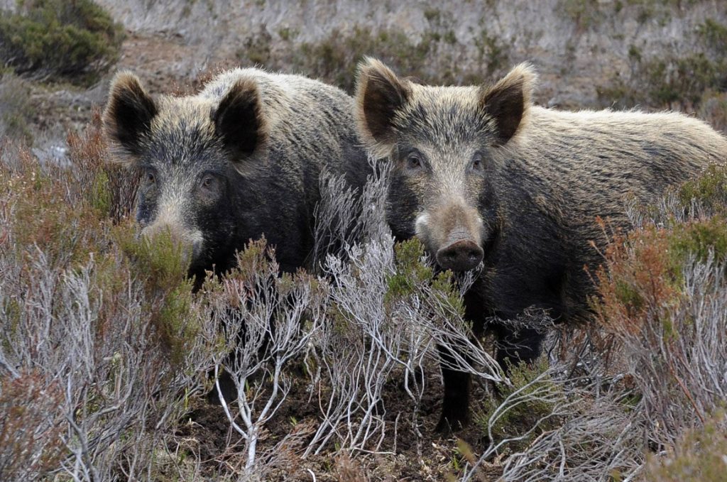 Θεσσαλονίκη: Αγέλη αγριογούρουνων έκανε… εξόρμηση για φαγητό σε κάδους απορριμμάτων στο Πανόραμα (βίντεο)