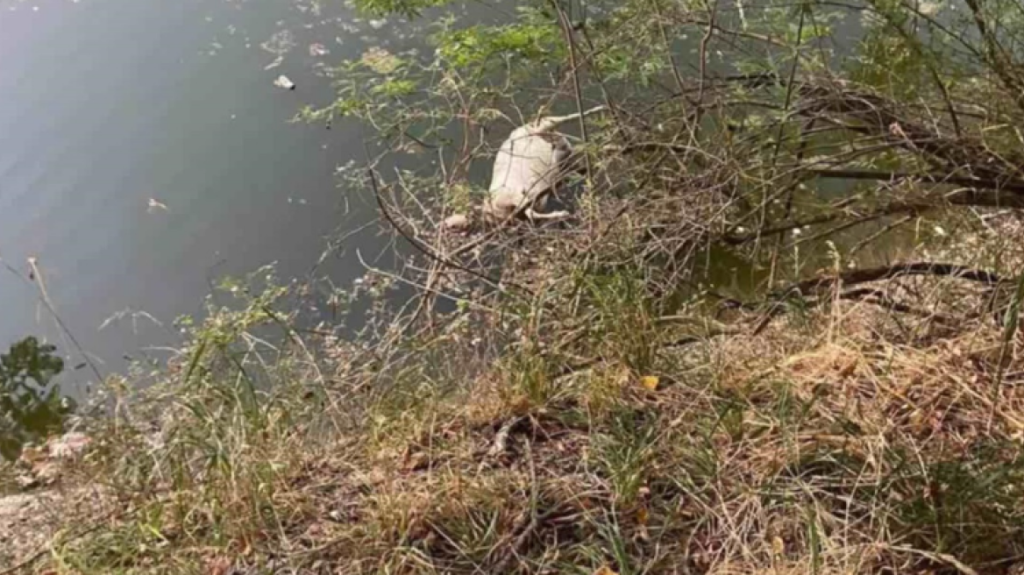 Θεσσαλία: Άγνωστοι πέταξαν νεκρά πρόβατα στον Πηνειό (φωτο)