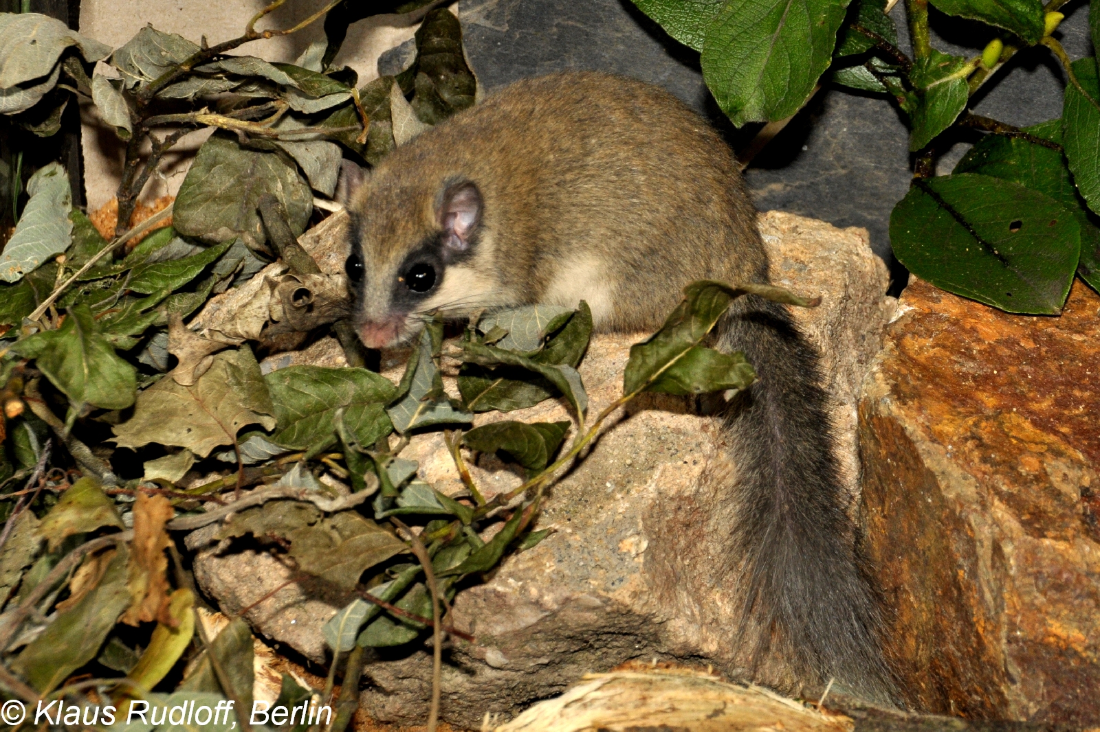 Ταϋγέτος: Το σπάνιο είδος θηλαστικού που εντοπίστηκε στους πρόποδες (βίντεο)