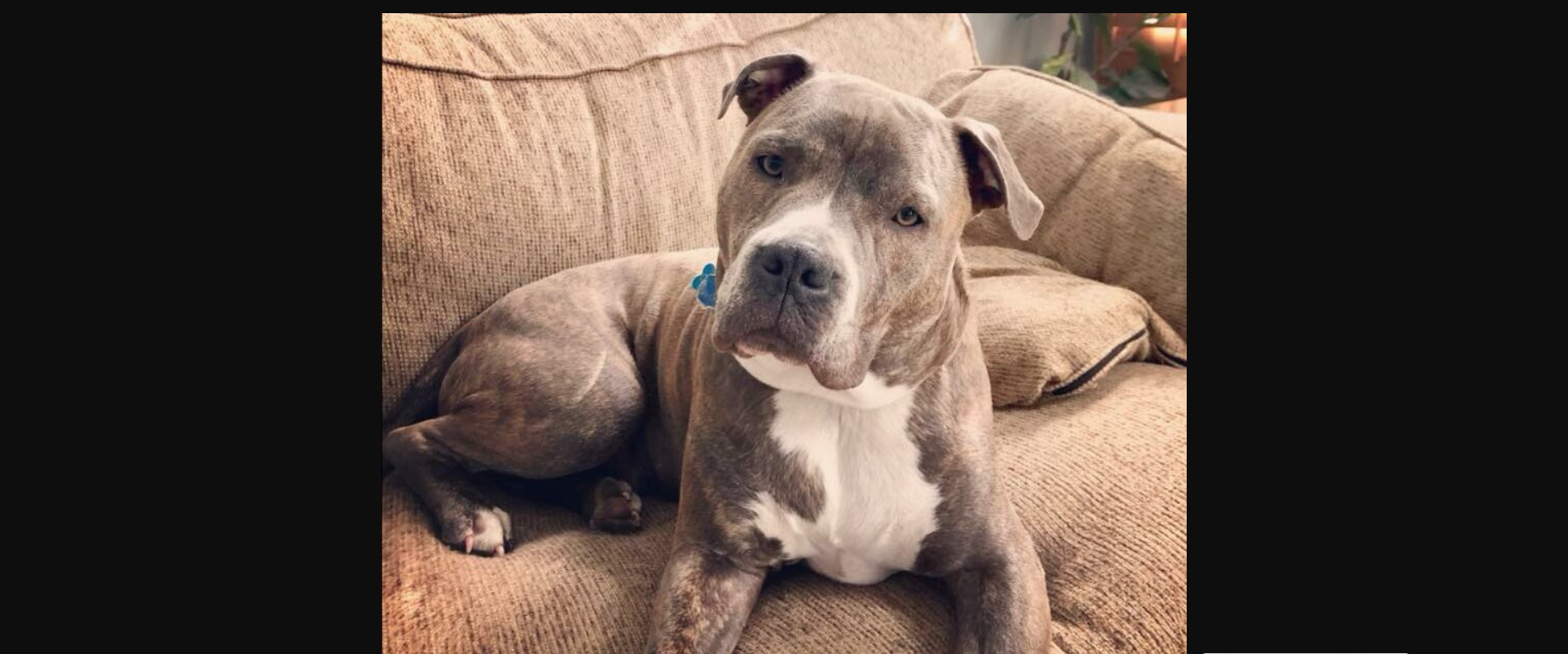 ΗΠΑ: Το πανέξυπνο Πίτμπουλ που βοήθησε τους αστυνομικούς να το σώσουν από σπίτι που έχει πιάσει φωτιά (βίντεο)