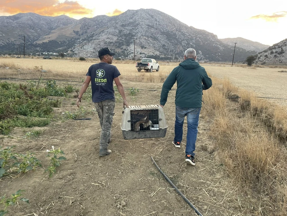 Διάσωση εξαντλημένου και ανήμπορου γύπα στο Οροπέδιο Λασιθίου – Δείτε φωτογραφίες