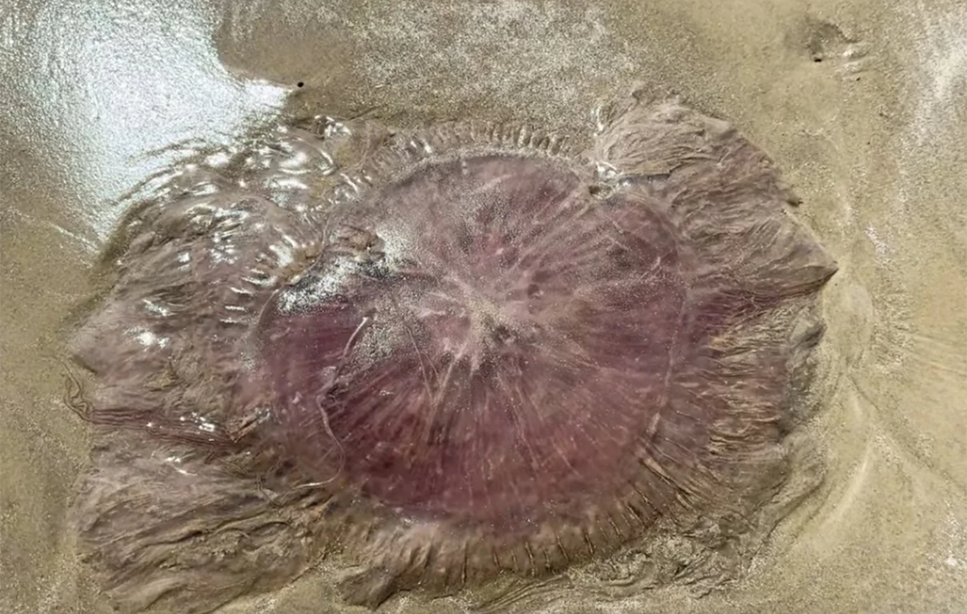 Τέξας: Σπάνια γιγάντια μέδουσα καταγράφηκε από κάμερα – Τα πλοκάμια της φτάνουν τα 21 μέτρα (βίντεο)