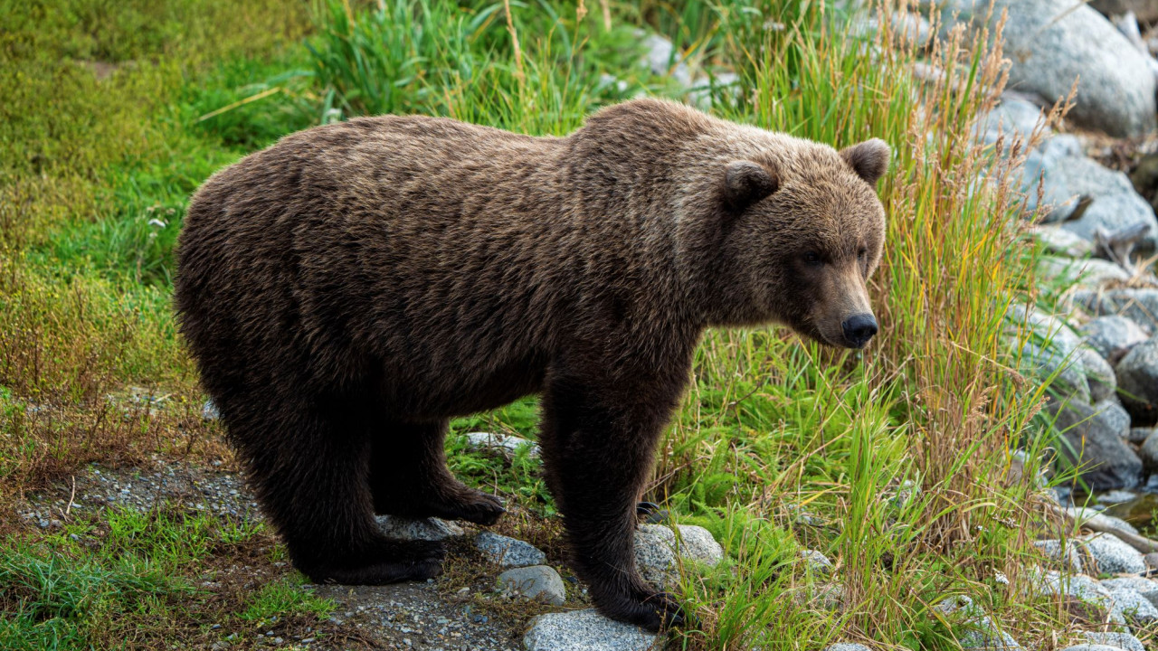 Ζαγόρι: Αρκούδα επιτέθηκε και τραυμάτισε σοβαρά ηλικιωμένο στην αυλή του σπιτιού του!