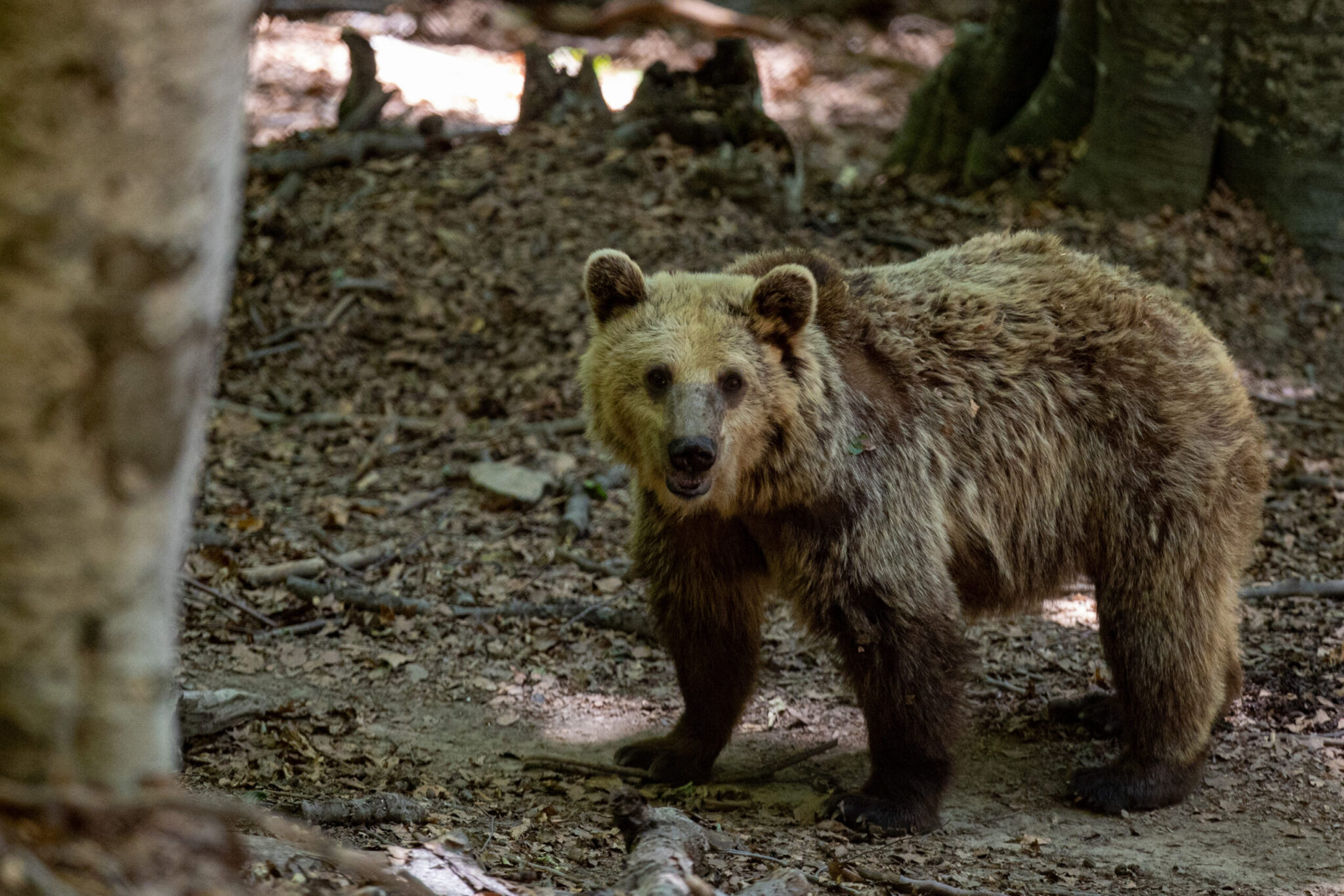 Επίθεση αρκούδας σε 81χρονο: «Τον πήρε αγκαλιά και τον έσπρωξε από ύψος 3 μέτρων» λέει η πρόεδρος της Δόλιανης Ζαγορίου