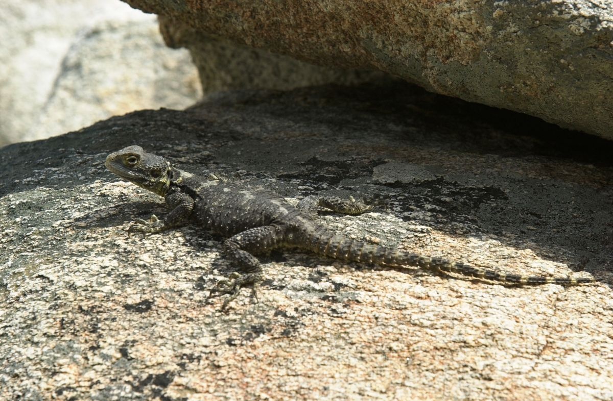 Εντοπίστηκε νέο είδος σαύρας σε μικρή νησίδα ανοιχτά της Μήλου
