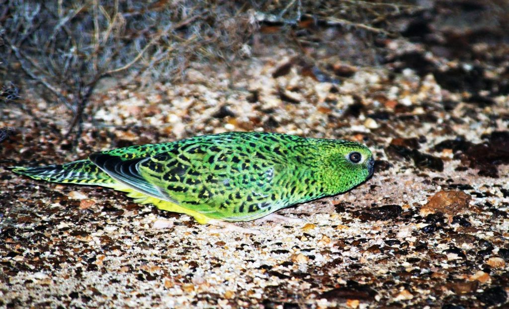 Βρέθηκε σπάνιος παπαγάλος – Τα ίχνη είχαν χαθεί για έναν αιώνα (βίντεο)