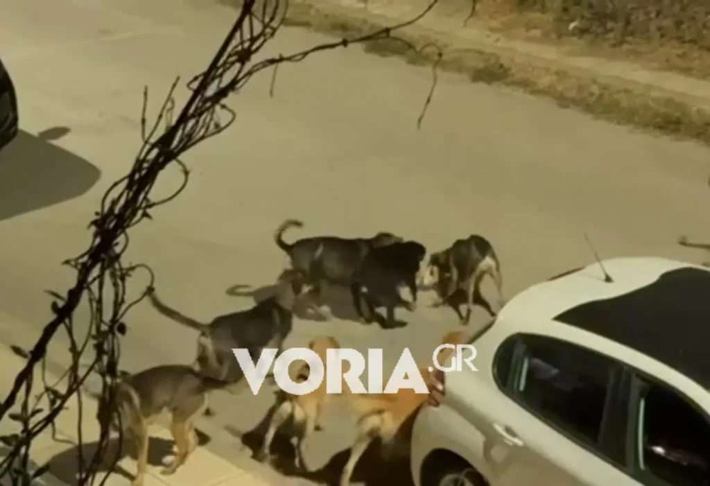 Θεσσαλονίκη: Αγέλη αδέσποτων σκύλων κατασπάραξε γατάκι – Δείτε το βίντεο