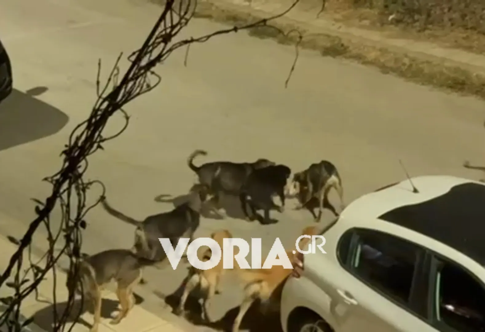 Θεσσαλονίκη: Αγέλη αδέσποτων σκύλων κατασπάραξε γατάκι – Δείτε το βίντεο