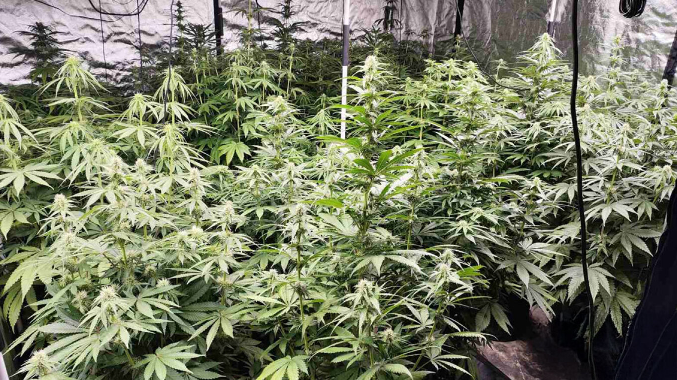 Θεσσαλονίκη: Χειροπέδες σε άνδρα για «φυτώριο» με δενδρύλλια κάνναβης σε χώρο του σπιτιού του (βίντεο)