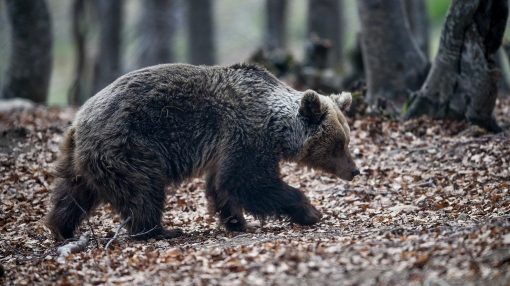 Βίντεο: Αρκούδα κυκλοφορεί μέσα σε χωριό της Κοζάνης αναζητώντας τροφή