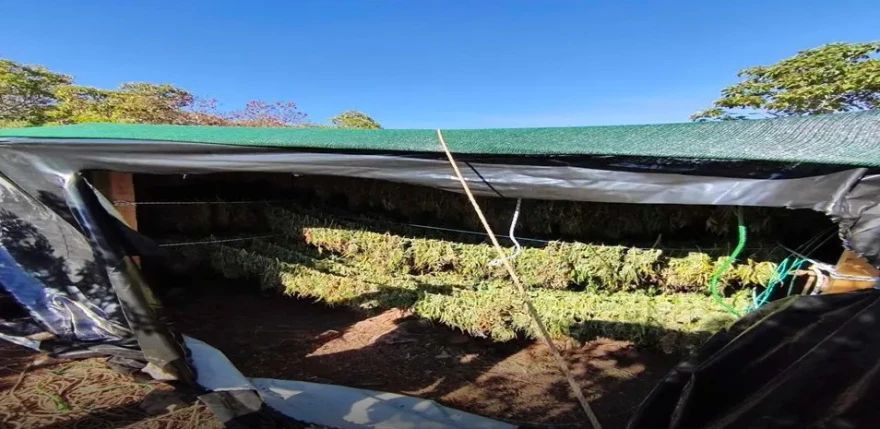 Εξαρθρώθηκε μεγάλο δίκτυο ναρκωτικών: Κατασχέθηκε ένας τόνος κάναβης