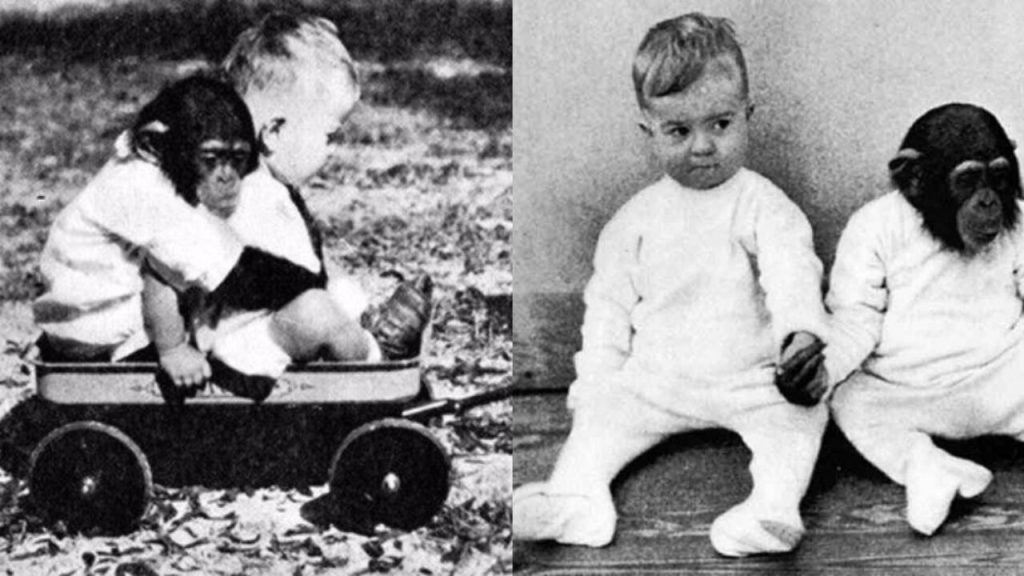 Το πείραμα που δεν πήγε όπως περίμεναν: Έβαλαν τον γιο τους μαζί με χιμπατζή και άρχισε να γρυλίζει & να δαγκώνει