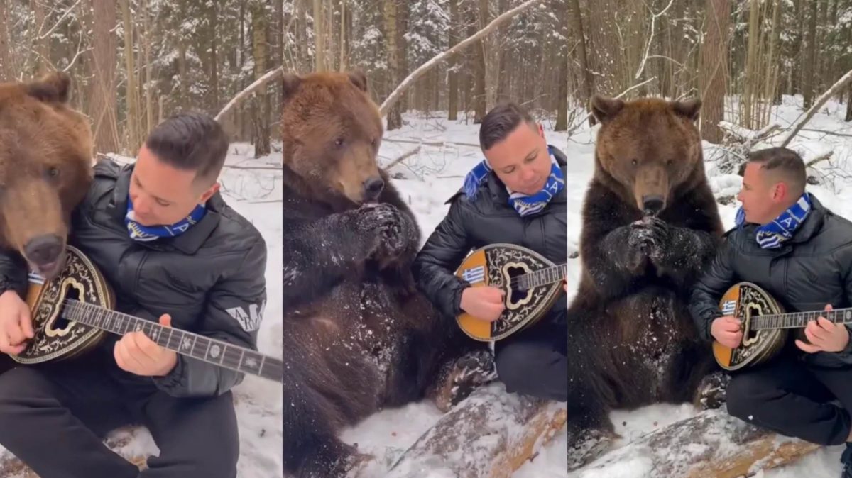 Viral o Λαρισαίος που παίζει μπουζούκι σε αρκούδα στη Ρωσία! – Δείτε το επικό βίντεο