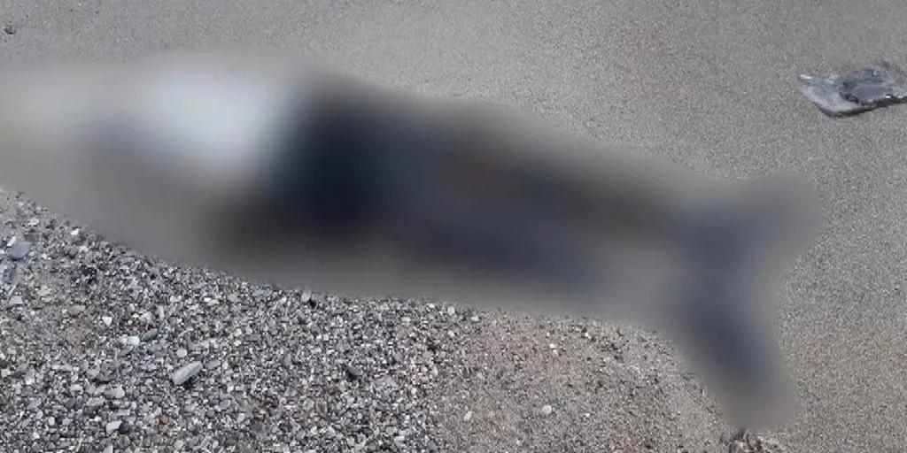 Στην Κάρπαθο εντοπίστηκε το πτώμα του 55χρονου Βρετανού τουρίστα που είχε εξαφανιστεί από τον Ιούνιο