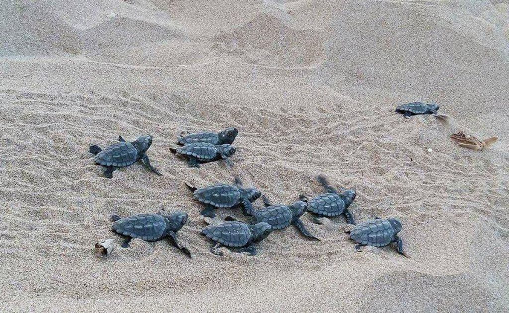 «Ανάσα» ζωής για τις χελώνες η βοήθεια των πολιτών: Πάνω από 1.100 φωλιές εντοπίστηκαν σε Ιόνιο και Αιγαίο Πέλαγος