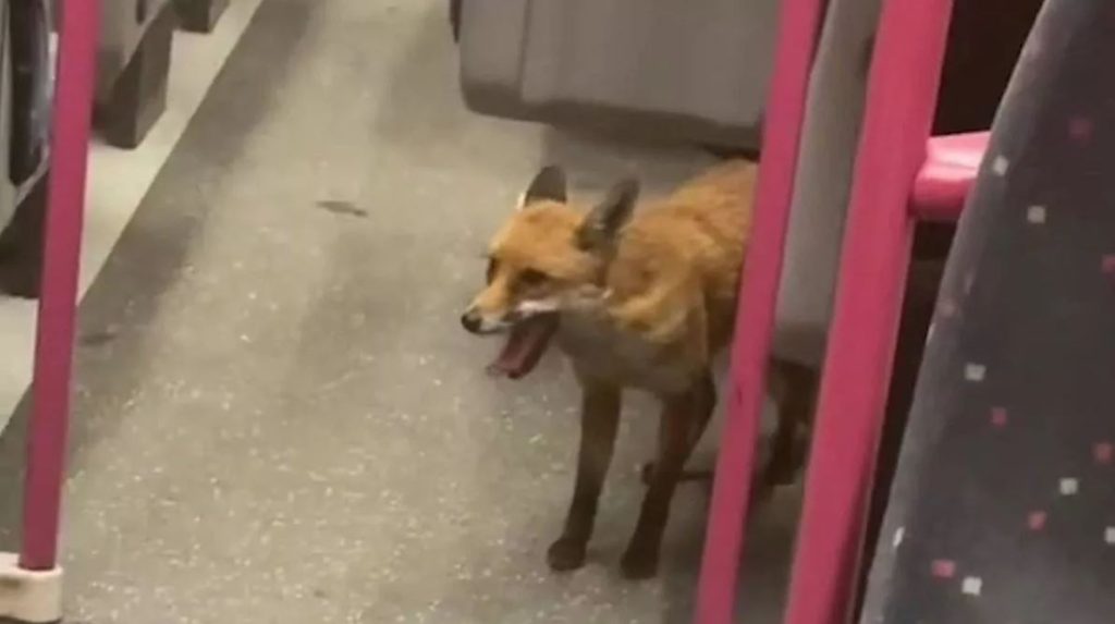 Bίντεο: H στιγμή που αλεπού… επιβιβάζεται σε τρένο στο Λονδίνο – Έκπληκτοι οι επιβάτες