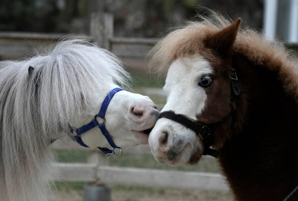 Βίντεο: Γυναίκα έβγαλε βόλτα με λουράκι στο κέντρο της Αθήνας το… πόνυ της!