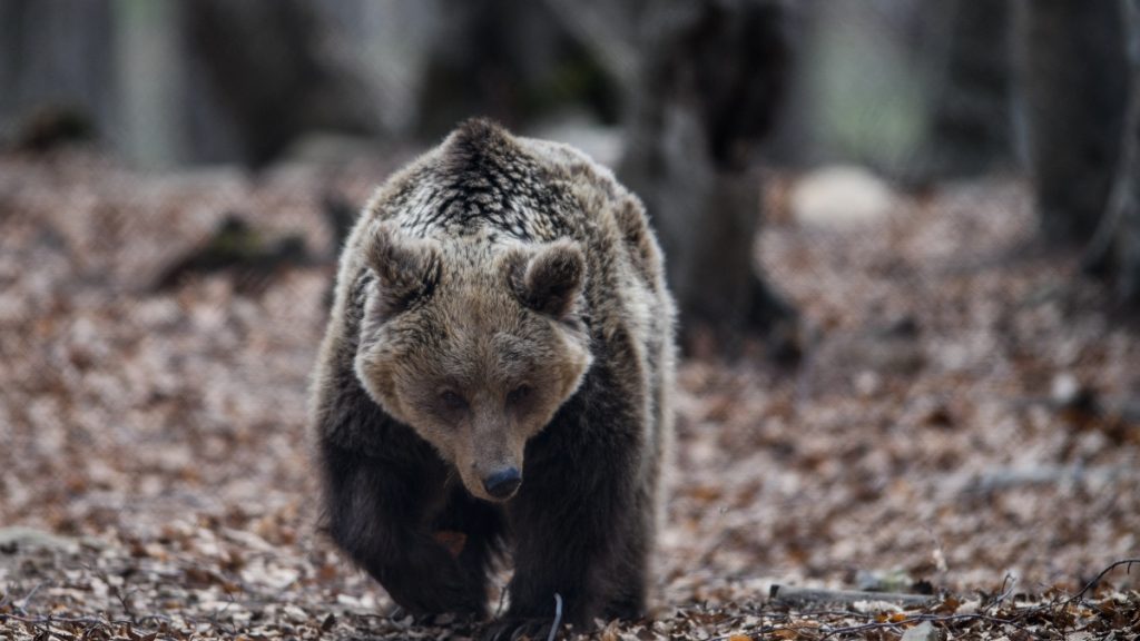Αυξάνονται οι εξορμήσεις αρκούδων σε χωριά της Ηπείρου – Ποιες είναι οι δύο πιθανές αιτίες σύμφωνα με τους ειδικούς