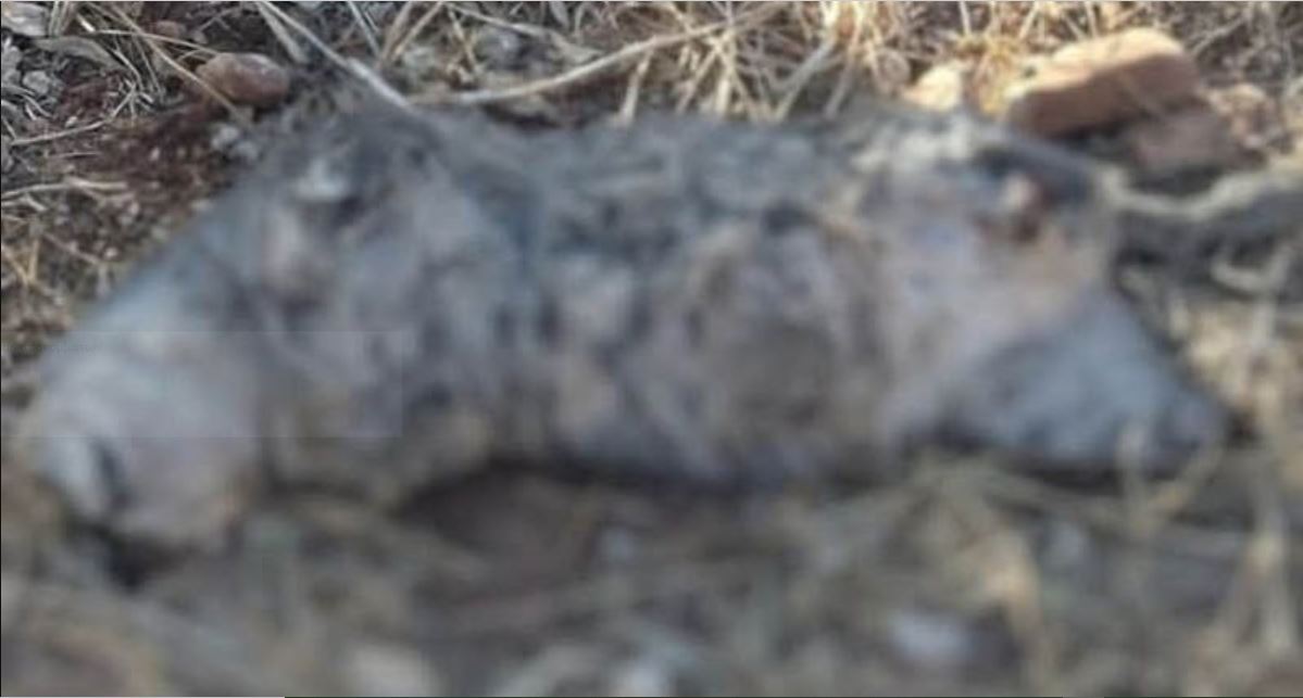 Ακόμα ένας βασανισμός γάτας στη Νέα Μάκρη: Ασυνείδητοι σκότωσαν και ακρωτηρίασαν τα τέσσερα πόδια της (φωτο)