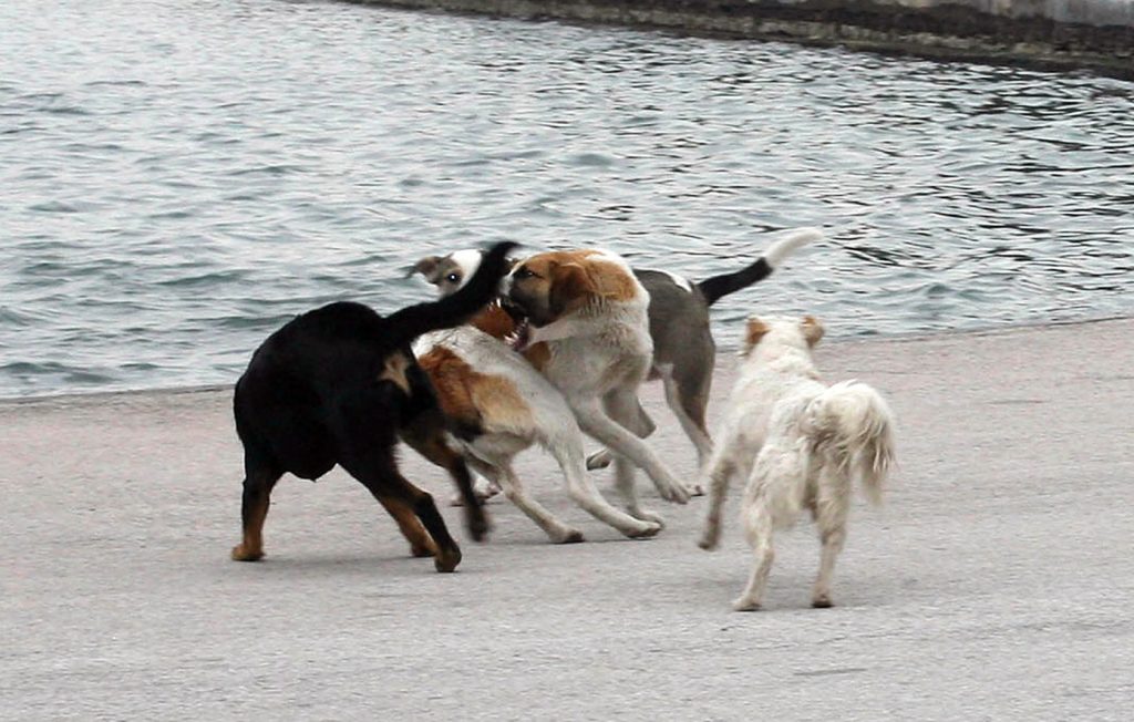 Πήλιο: Αδέσποτα σκυλιά «έκαναν ντου» σε αγρόκτημα και κατασπάραξαν 50 κότες