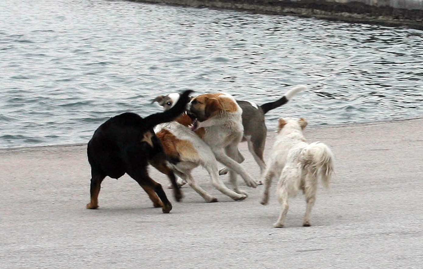 Πήλιο: Αδέσποτα σκυλιά «έκαναν ντου» σε αγρόκτημα και κατασπάραξαν 50 κότες