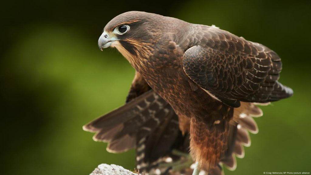 Ούτε άρπυια, ούτε γυπαετός: Αυτό είναι το αρπακτικό που ψηφίστηκε ως το πτηνό της χρονιάς – Ποιος ο λόγος (φωτο)