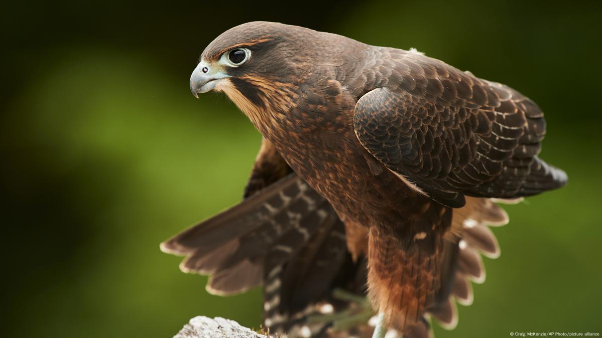 Ούτε άρπυια, ούτε γυπαετός: Αυτό είναι το αρπακτικό που ψηφίστηκε ως το πτηνό της χρονιάς – Ποιος ο λόγος (φωτο)