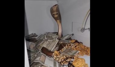 Tι κάνει μια κόμπρα μέσα σε χρηματοκιβώτιο γεμάτο χρυσό – Δείτε το βίντεο που έγινε viral 