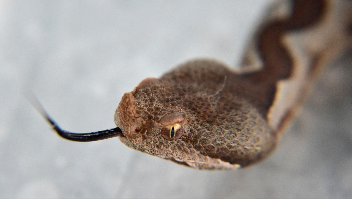 Οχιά δάγκωσε ποδοσφαιριστή στη Λαμία – Στο νοσοκομείο ο 29χρονος