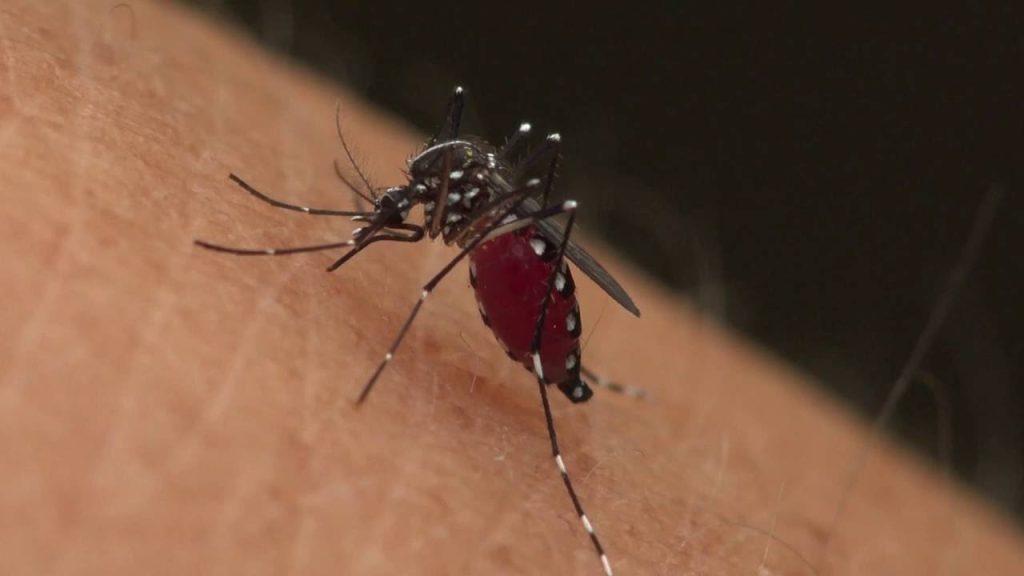 Πότε ένα μολυσμένο τσίμπημα από έντομο οδηγεί σε σήψη; – Τα σημάδια που πρέπει να προσέξετε