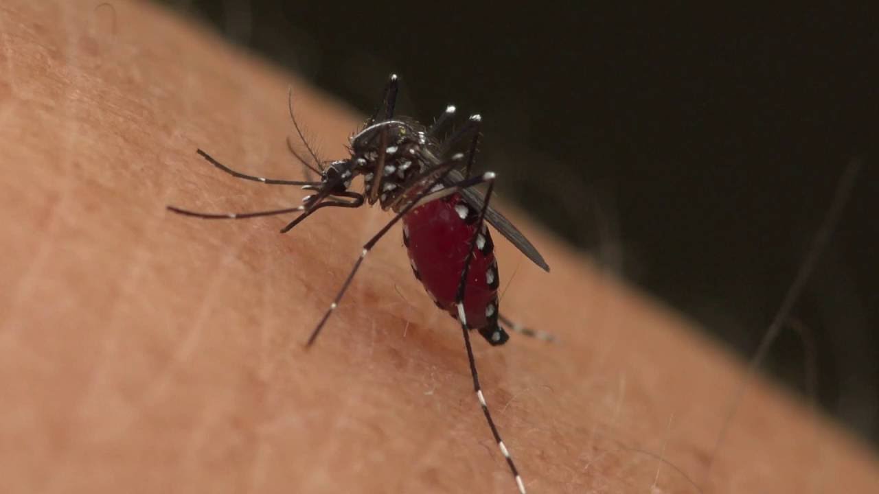 Πότε ένα μολυσμένο τσίμπημα από έντομο οδηγεί σε σήψη; – Τα σημάδια που πρέπει να προσέξετε