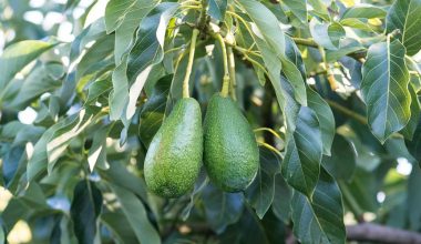 Αβοκάντο: Από ποια ασθένεια μας προστατεύει;