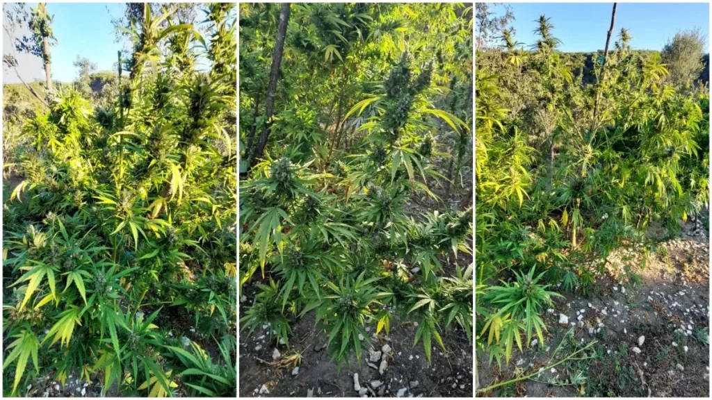 Βρέθηκε μία από τις μεγαλύτερες χασισοφυτείες των τελευταίων ετών στην Ήπειρο (βίντεο)