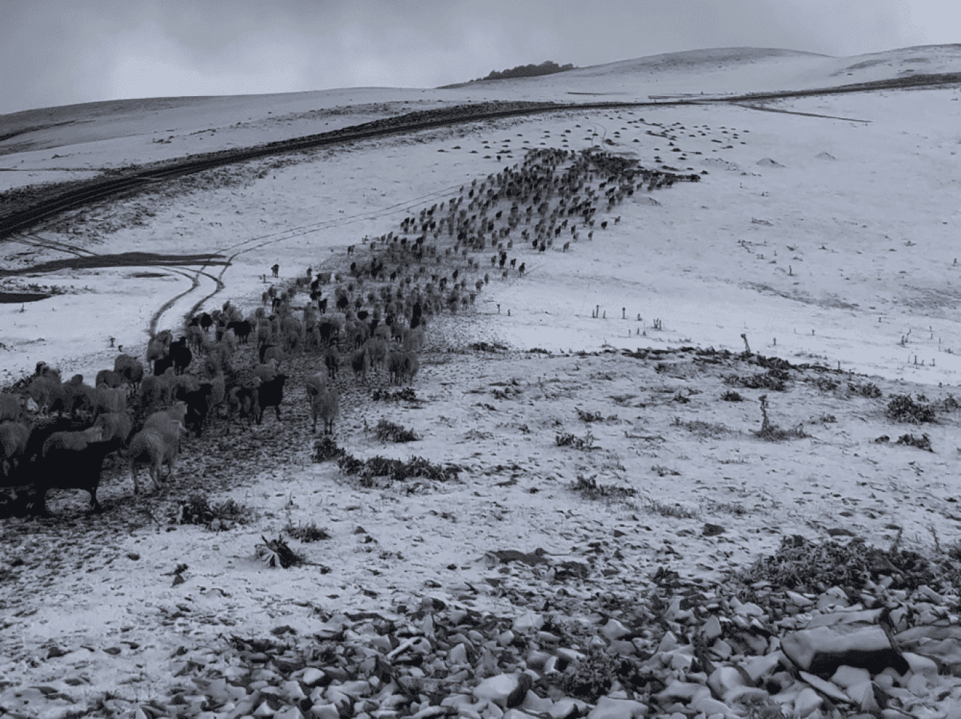 Σαμαρίνα: Κτηνοτρόφοι μένουν στα χιονισμένα βοσκοτόπια – Τα πρόβατά τους «εγκλωβίστηκαν» λόγω της ευλογιάς (βίντεο)