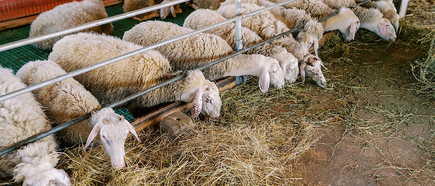 Ανοιχτό το ενδεχόμενο του lockdown λόγω ευλογιάς αιγοπροβάτων