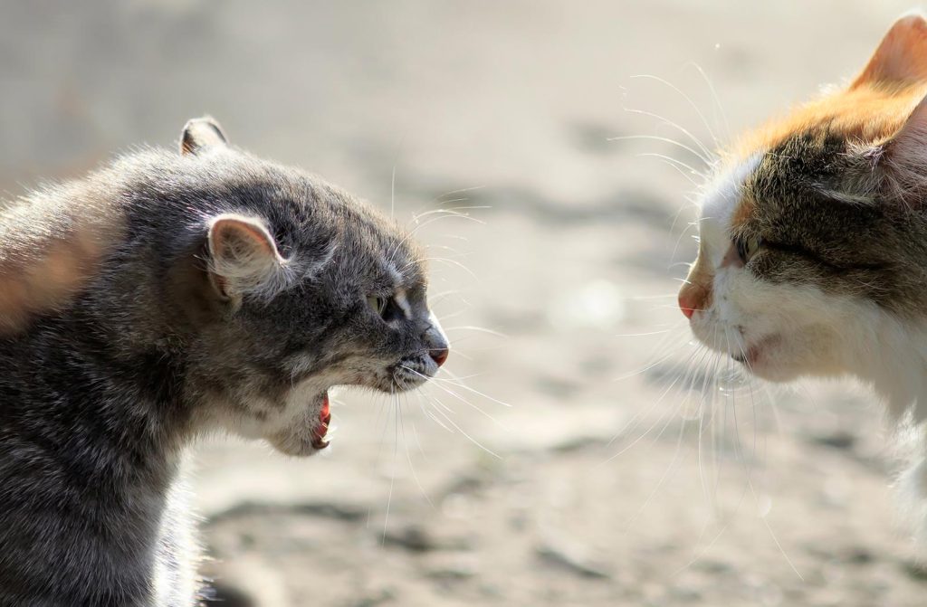 Βίντεο: Η στιγμή που δύο γάτες τσακώνονται άγρια ενώ βρίσκονται σε διαφορετικά κλουβιά!