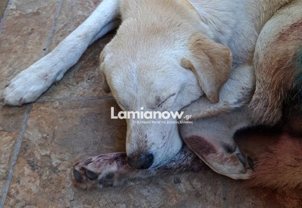 Σκύλος πυροβολήθηκε με δεκάδες σκάγια στα Καμένα Βούρλα – Οδηγήθηκε αιμόφυρτος σε κτηνιατρική κλινική