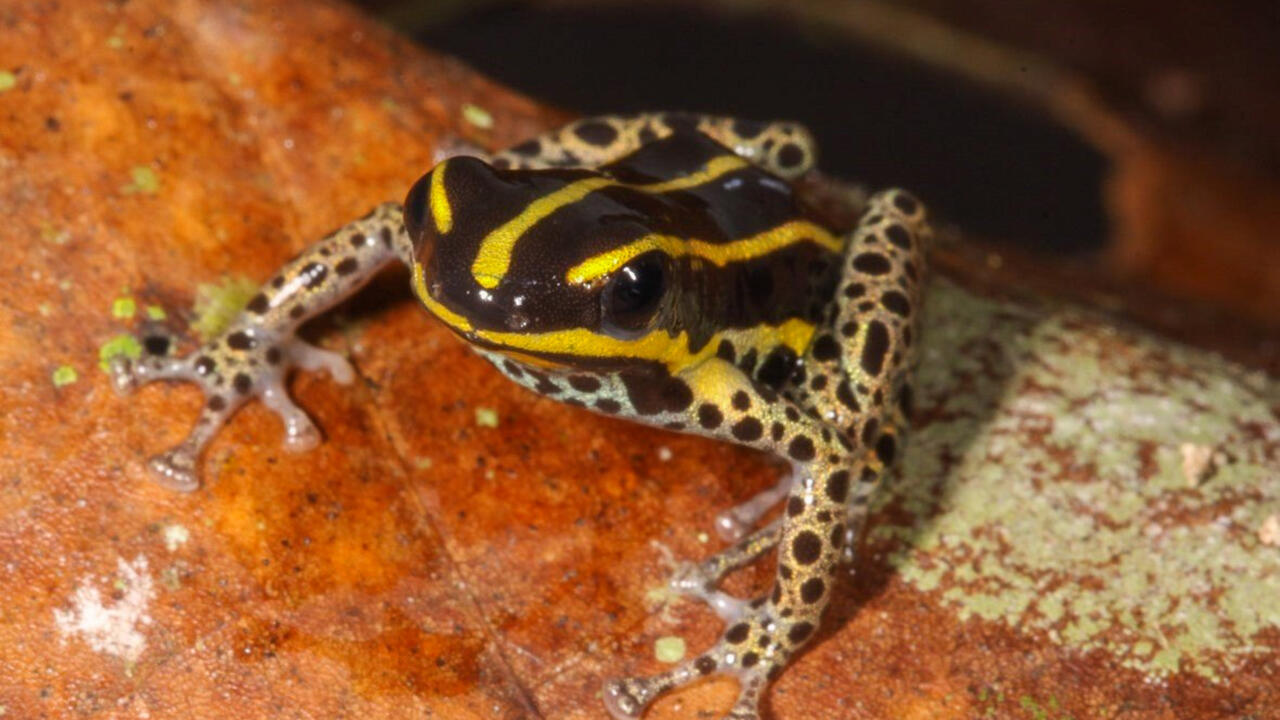 Ανακαλύφθηκε νέο είδος δηλητηριώδους βατράχου στην περουβιανή Αμαζονία