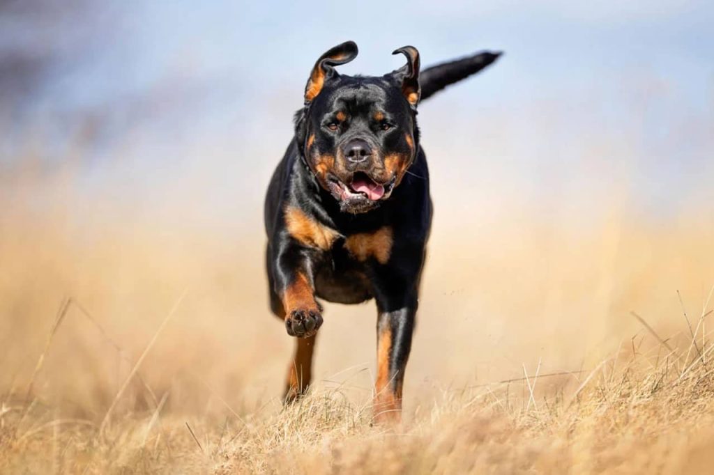 Φρικτός θάνατος για 2χρονο αγόρι στις ΗΠΑ: Το κατασπάραξαν δύο ροτβάιλερ μέσα σε παράνομο παιδικό σταθμό (φώτο)