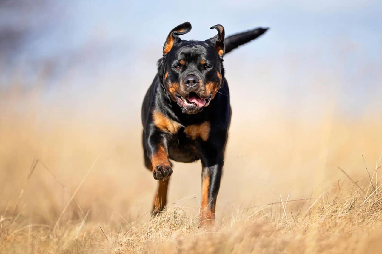 Φρικτός θάνατος για 2χρονο αγόρι στις ΗΠΑ: Το κατασπάραξαν δύο ροτβάιλερ μέσα σε παράνομο παιδικό σταθμό (φώτο)