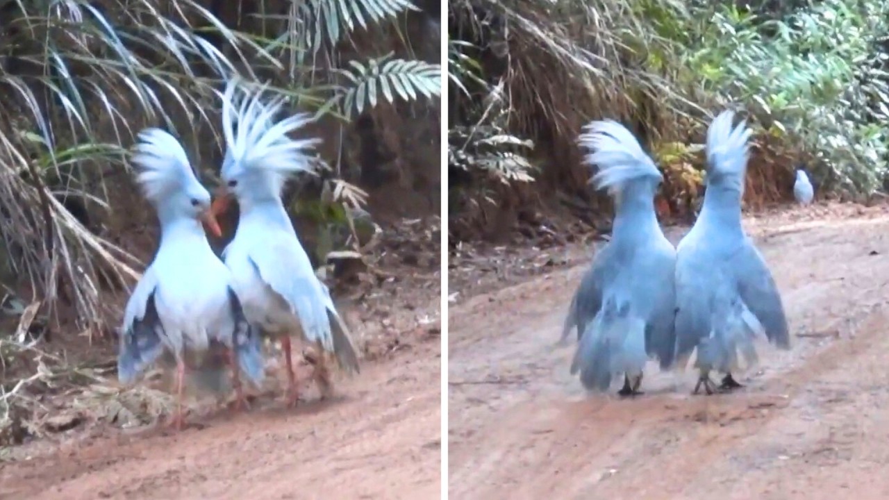 Σπάνιο πουλί Κάγκου συναντά στον δρόμο του ένα άλλο και γίνονται viral – Δείτε βίντεο