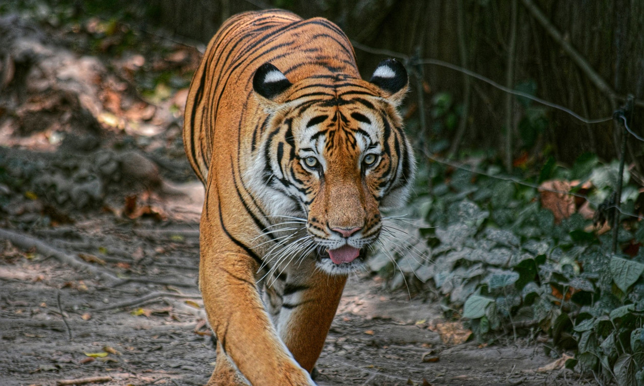 Β.Κορέα: Τρώνε από ασβούς μέχρι σπάνιες τίγρεις για να επιβιώσουν